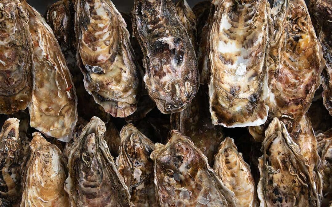 噴火湾の牡蠣を一番美味しく食べる方法