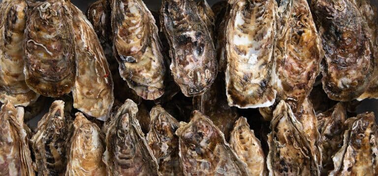噴火湾の牡蠣を一番美味しく食べる方法