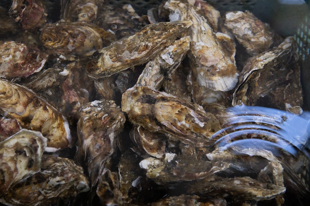 イワムラ水産 殺菌された牡蠣