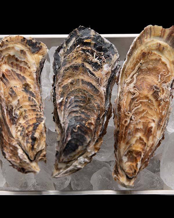 イワムラ水産 生食用牡蠣