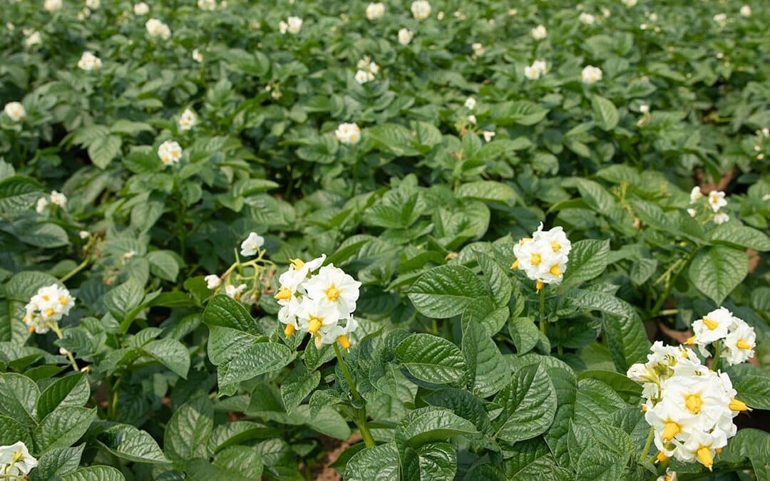 北海道のじゃがいも品種食べ比べガイド